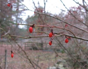 Euonymus alatus seeds