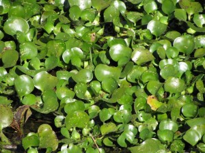 water hyacinth