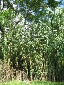 Arundo donax