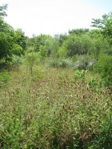 Dipsacus Costanera